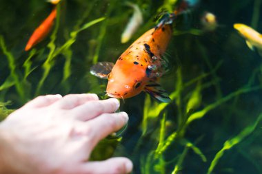 Renkli koi balıkları elle turuncu ve siyah yiyor.