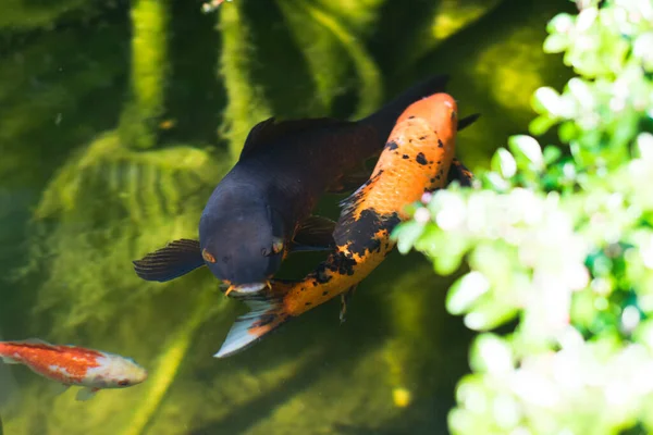 colourful kois fish eating from hand orange and black