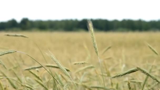 Campo y meciendo espigas de trigo — Vídeos de Stock