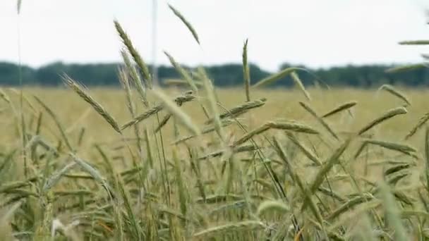 Pola i macha zielone kłosy pszenicy — Wideo stockowe
