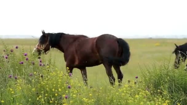 Cavalos no prado — Vídeo de Stock