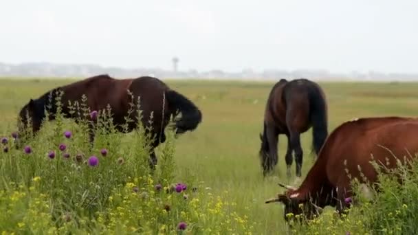 Cavalos e vacas alimentando-se no pasto — Vídeo de Stock