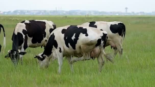 Черно-белые коровы едят на зеленом лугу — стоковое видео