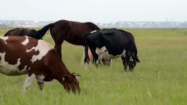 Kühe und Pferde grasen auf der Weide — Stockvideo