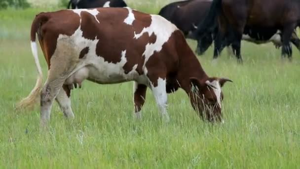 vaches broutant sur la prairie