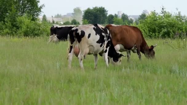 Krávy pasoucí se — Stock video