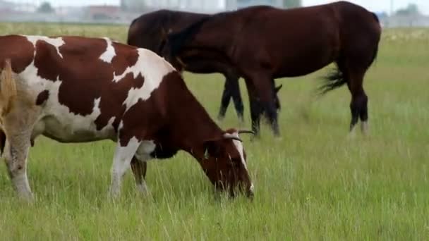 Vaca e cavalos que se alimentam do pasto — Vídeo de Stock