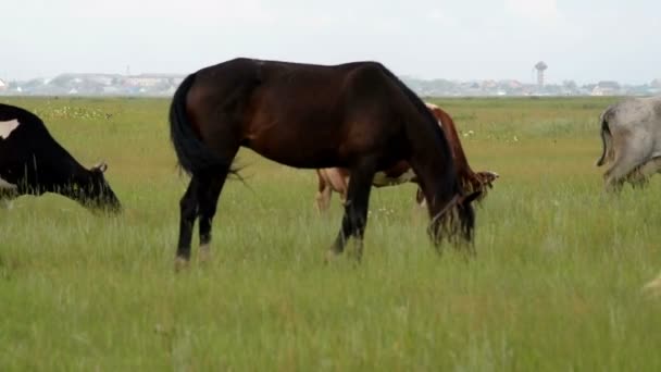 Bovins et chevaux dans la prairie — Video