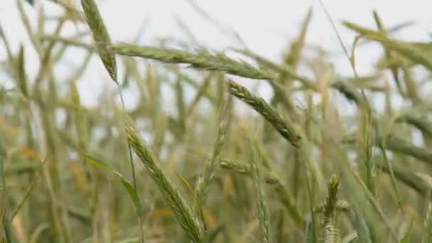 Oreilles vertes de blé agitant dans le vent — Video