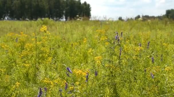 Meadow scene with wild flowers — Stock Video