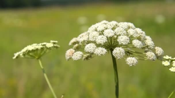 Белый полевой цветок, качающийся на ветру — стоковое видео