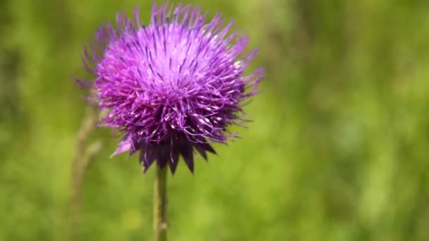 Einzelne lila flauschige Blume — Stockvideo