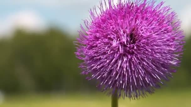 Flor esponjosa púrpura sobre fondo natural — Vídeo de stock