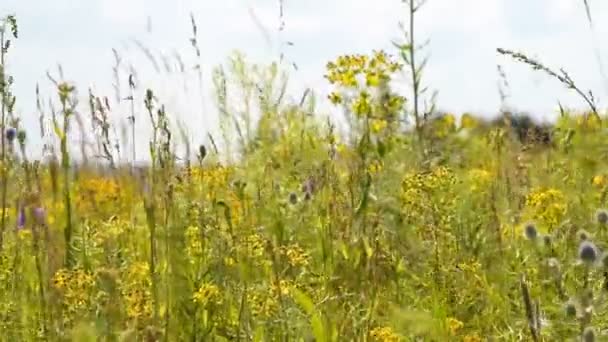 Pré avec herbe et fleurs ondulant dans le vent — Video