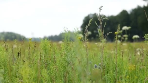 Scena naturalistica con prato verde e boschi — Video Stock