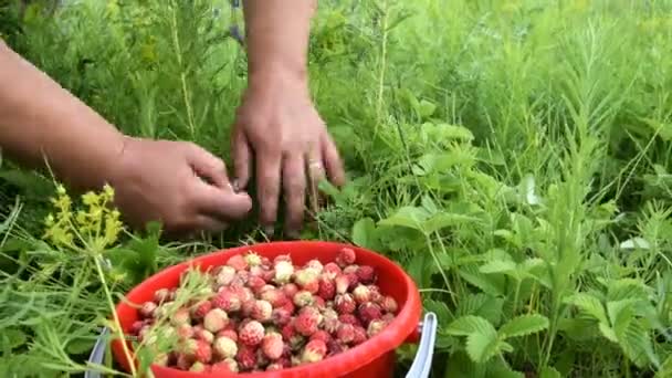 野生のイチゴを収集 — ストック動画