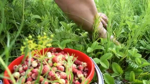 Woman gathering wild strawberry — Stock Video