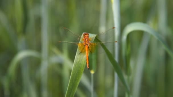 Libellula sulla foglia — Video Stock