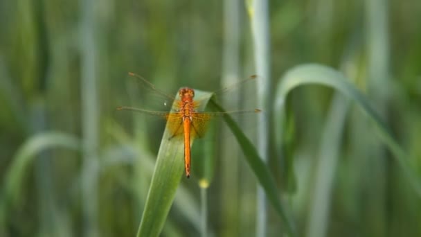 绿叶上的蜻蜓 — 图库视频影像