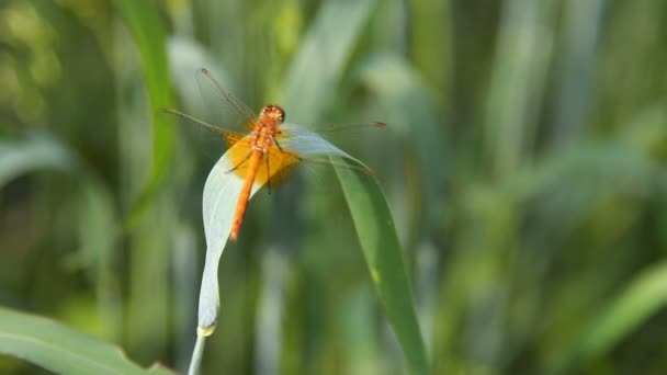 Libélula sobre hoja de trigo verde — Vídeos de Stock