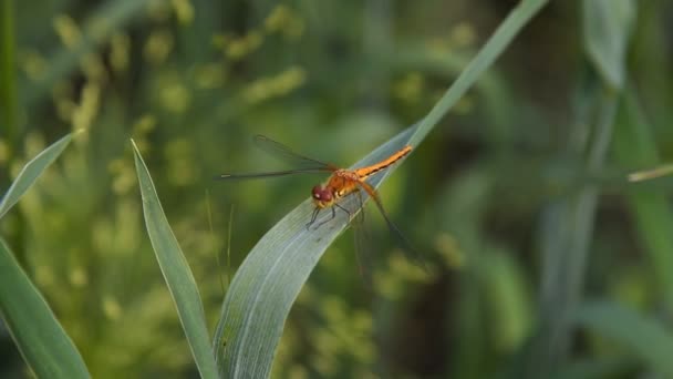 Libellule sur feuille verte agitant dans le vent — Video