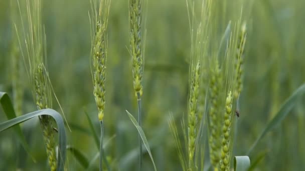 Espigas de trigo verde — Vídeo de Stock