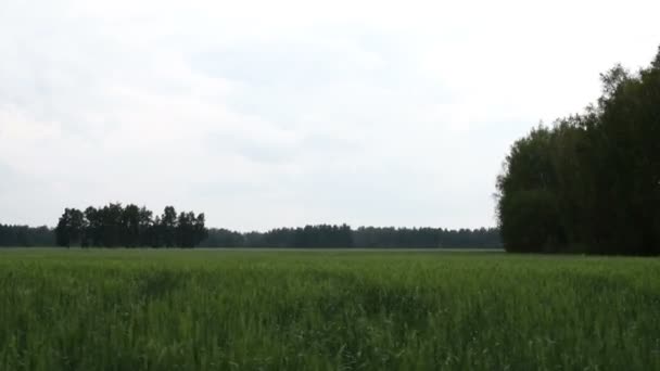 Autofahren auf dem Land mit grünen Wiesen — Stockvideo