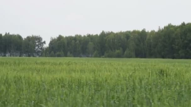 麦畑のなかの国で運転 — ストック動画