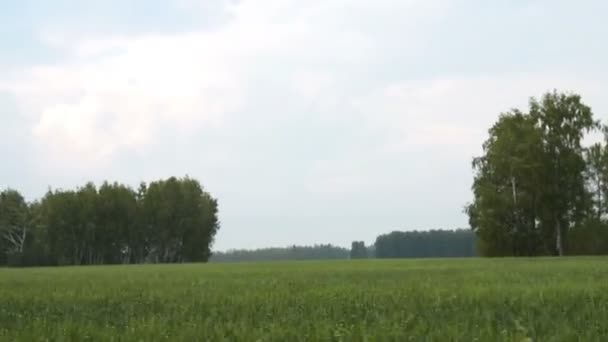 Guida in campagna con campi di grano verde — Video Stock