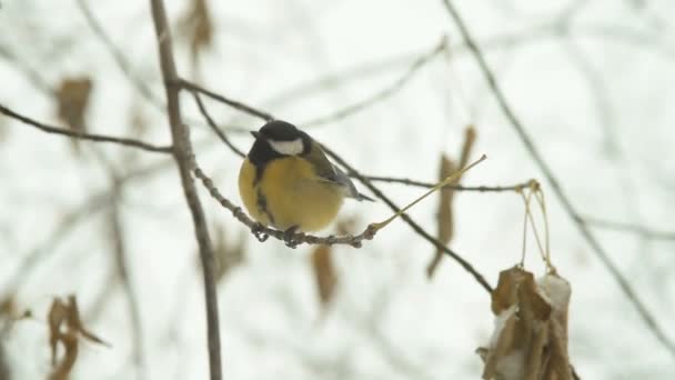 Kohlmeise fliegt vom Baum — Stockvideo