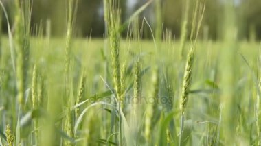 Güneşli bir günde buğday tarlası