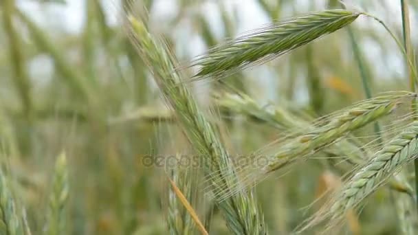 Green wheat ears swinging in the wind — Stock Video