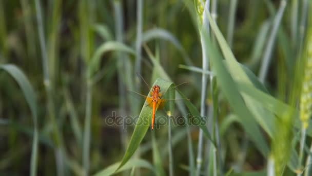 Dragonfly в пшеничному полі — стокове відео