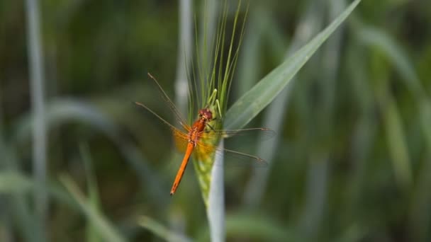 Dragonfly op de plant — Stockvideo