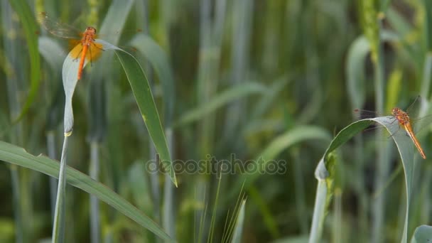 Libellule nel campo di grano — Video Stock