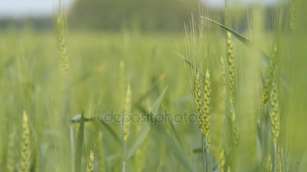 Zielony kłosy pszenicy — Wideo stockowe