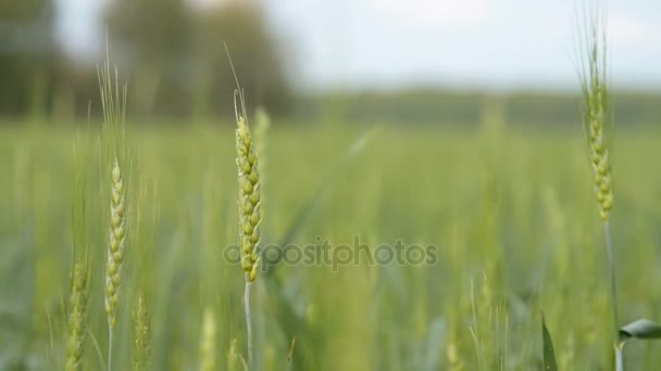 Espigas de trigo verde en el campo — Vídeos de Stock