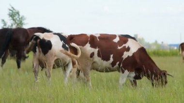 Sığır ve at yeşil mera üzerinde