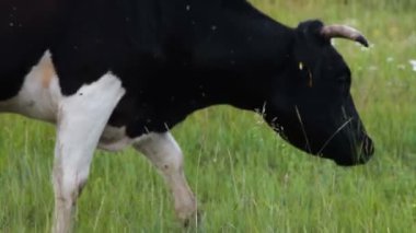 yeşil mera üzerinde otlatma inek