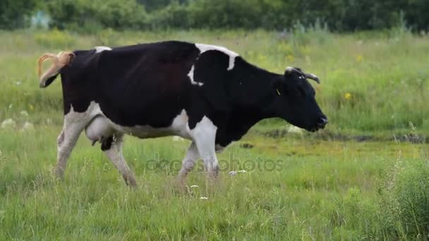 Молочна корова на зеленому пасовищі — стокове відео