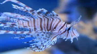 Kırmızı lionfish akvaryum yüzme