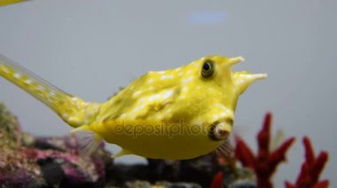 Longhorn cowfish akvaryum yüzme