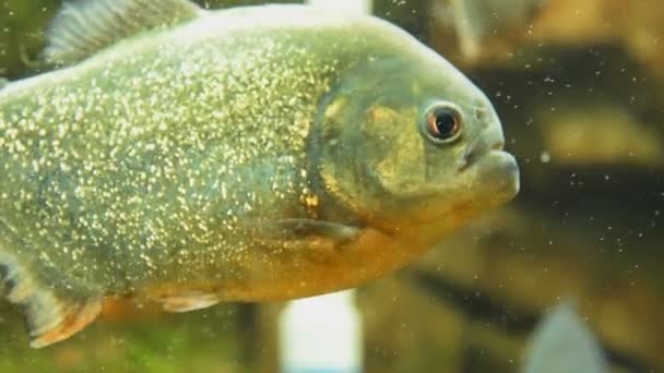 Piranha nattereri in aquarium — Stock Video