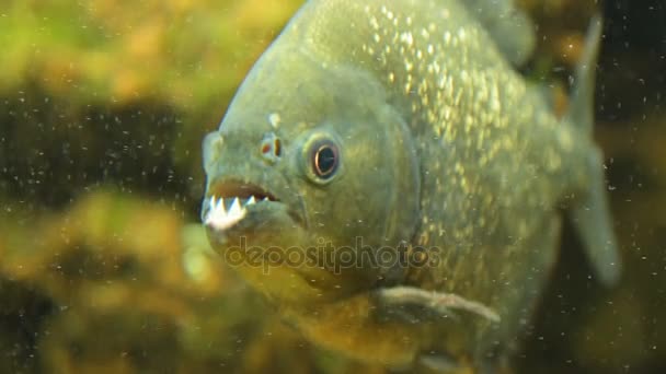 Piranha Pygocentrus, detail — Stock video