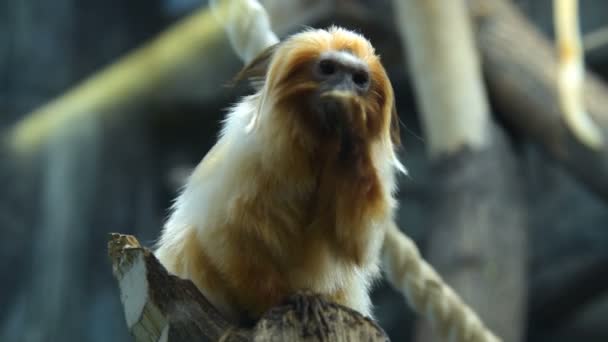 Leão dourado tamarin comer — Vídeo de Stock