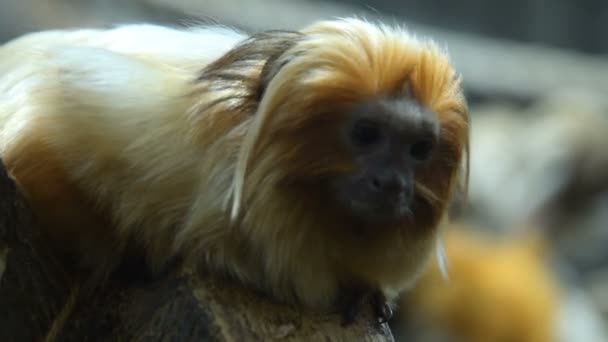 Golden Lion Tamarin — Stockvideo