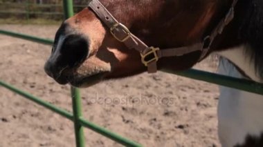 Elma ile besleme at kadın