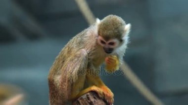 Sincap maymun kafesi içinde