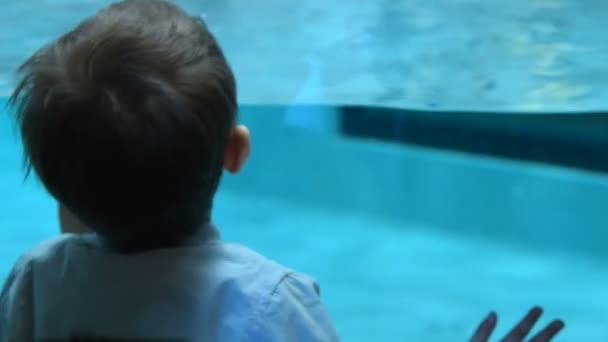 Niño mirando a los pingüinos Humboldt nadando bajo el agua en la piscina — Vídeo de stock