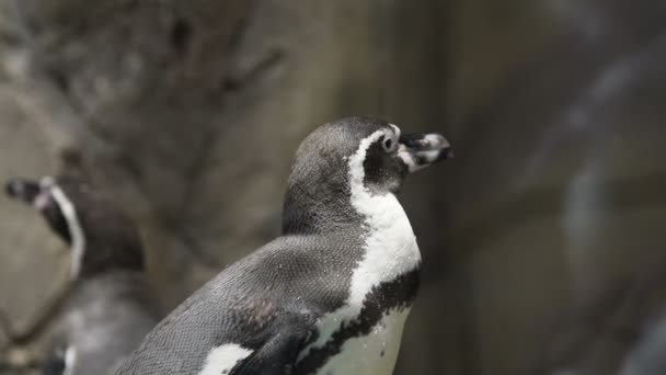 Humboldt пингвин в зоопарке — стоковое видео